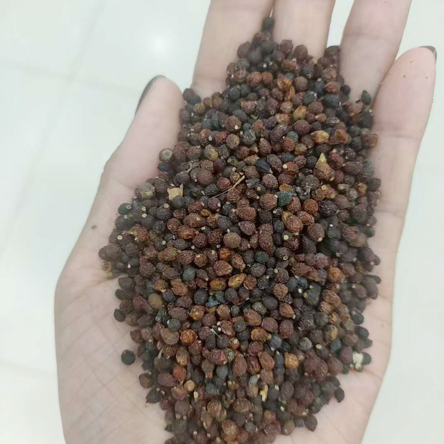 鸢尾种子也叫老鸹蒜蛤蟆七扁竹花紫蝴蝶蓝蝴蝶屋顶鸢尾宿根花种5