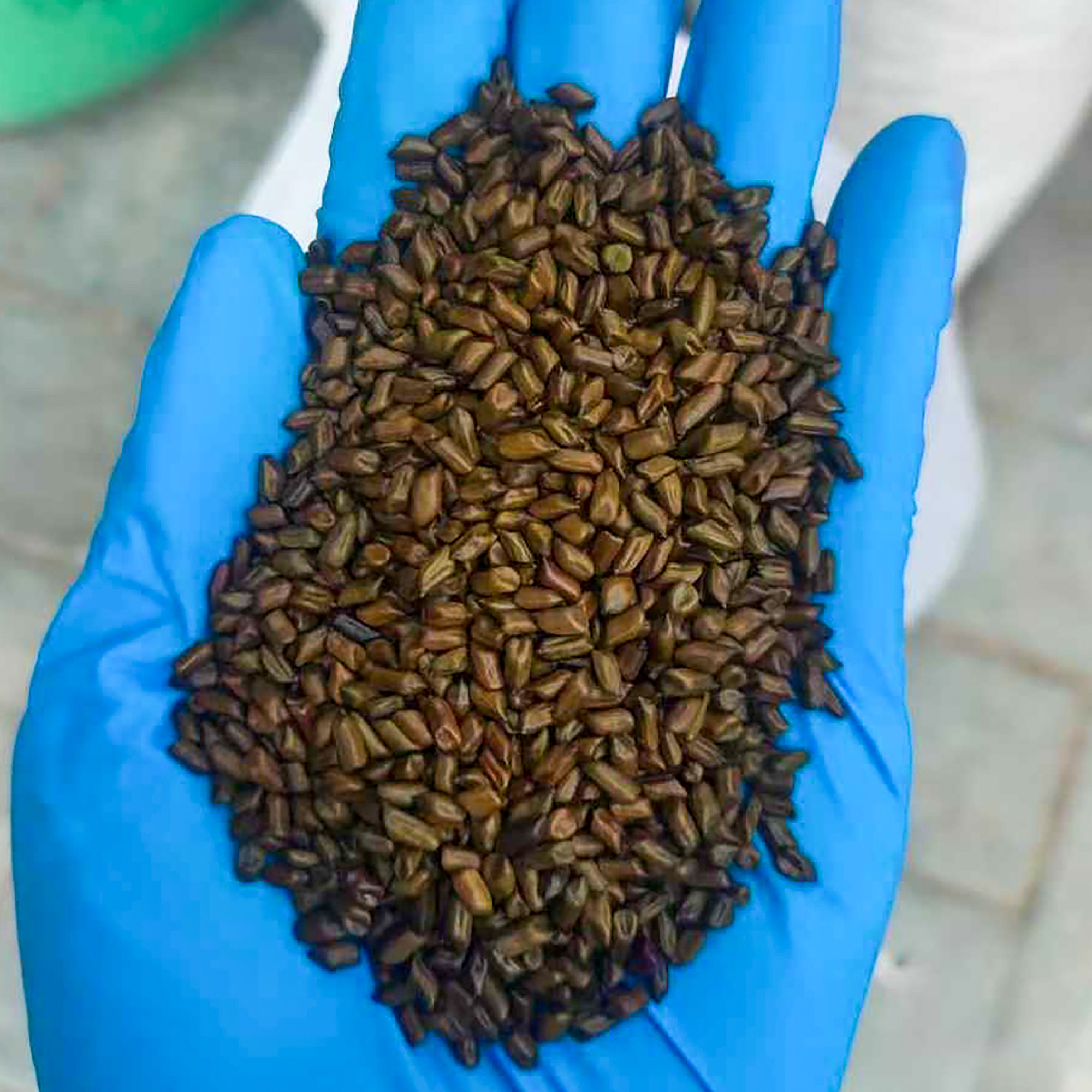 决明子种子决明孑沙滩玩具泡茶装枕头籽3