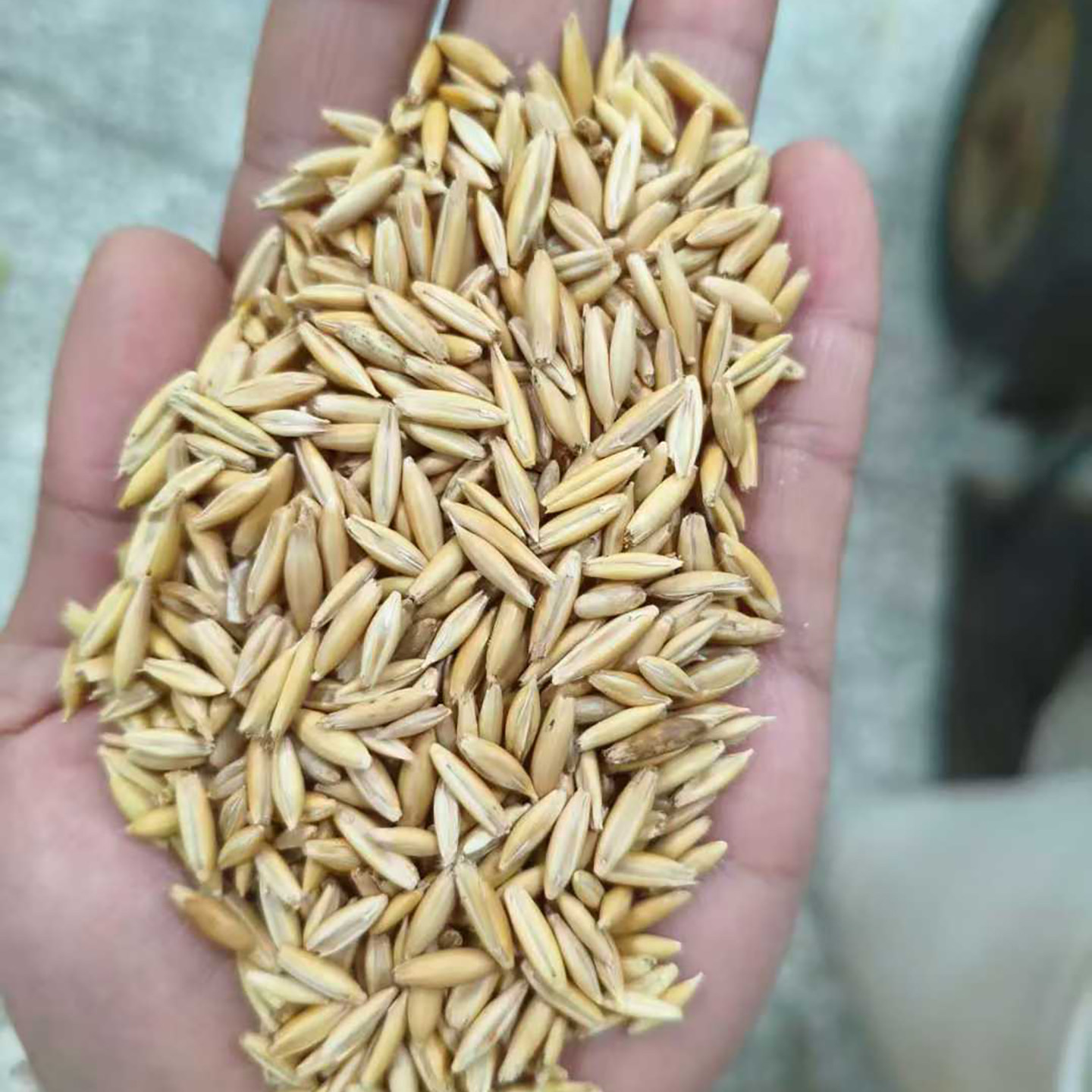 燕麦种子饲用养殖牧草耐寒种籽高产鱼饲料草籽绿肥牛羊草种籽1