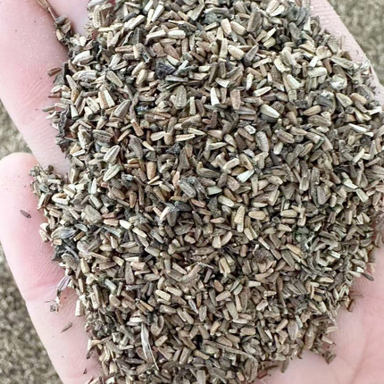 墨旱莲种子也叫金陵草旱莲草墨斗草墨烟草墨菜墨汁草节节乌墨草3