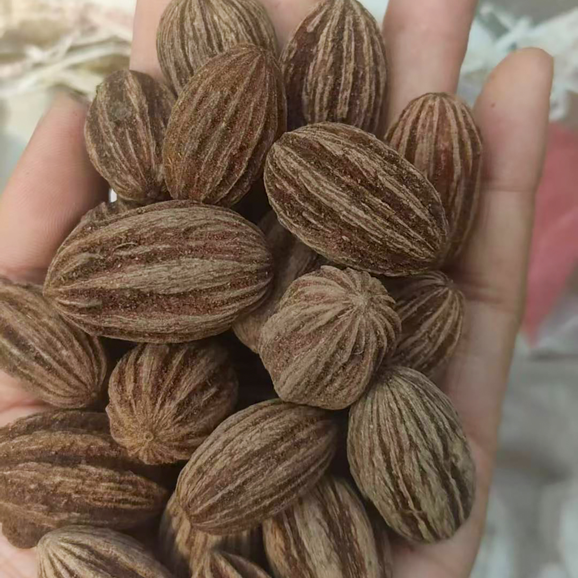 珙桐种子4