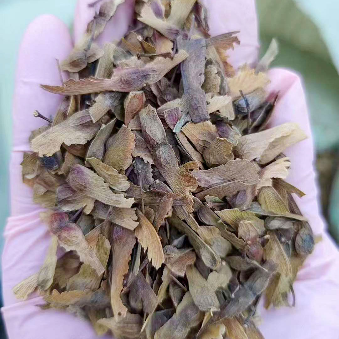 红枫种子新货4