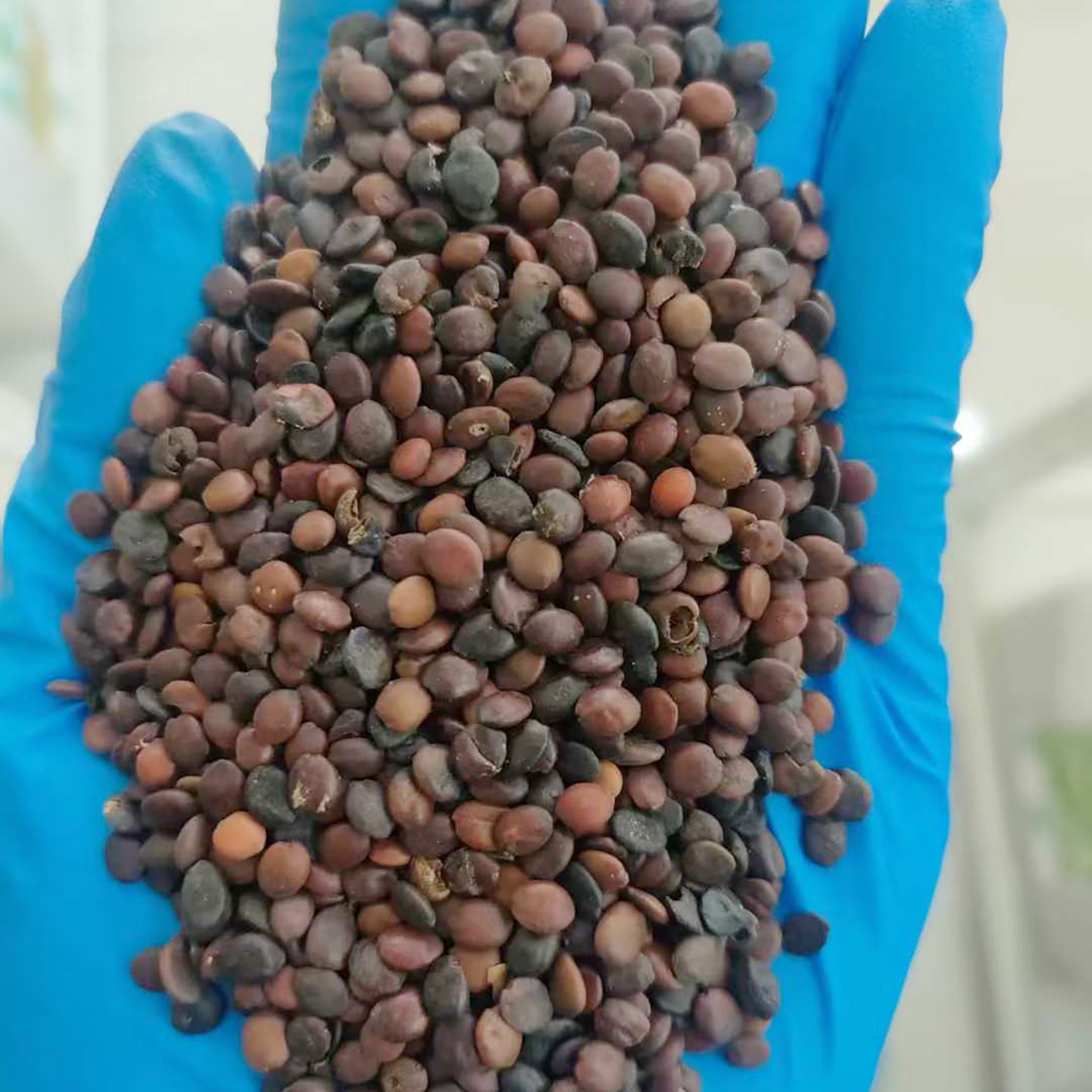 紫荆种子4