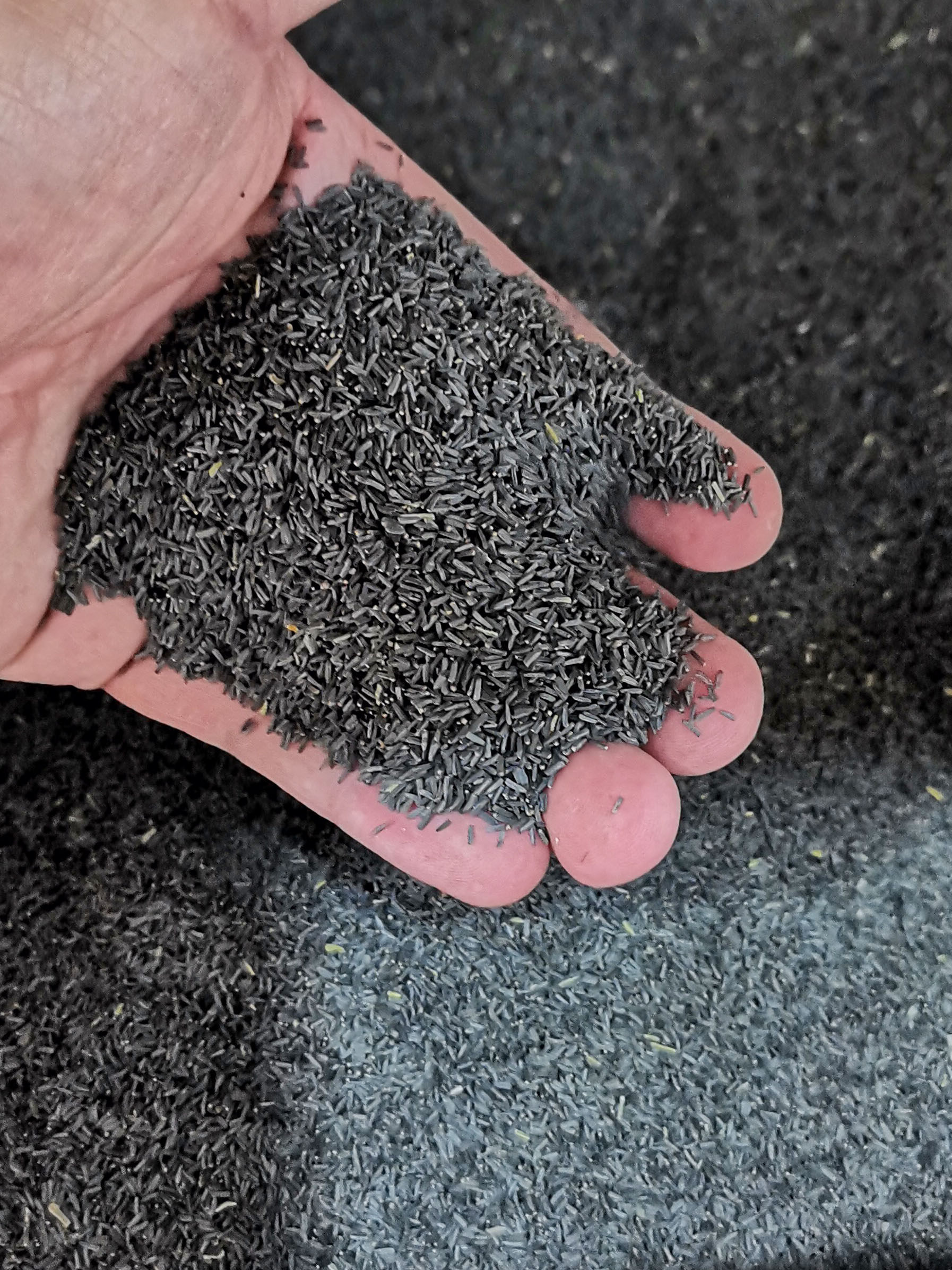 黑心菊种子四季花籽种籽籽花种5四季花花种子