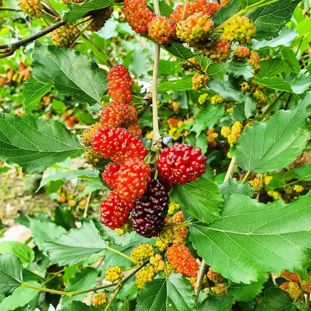 果桑种子