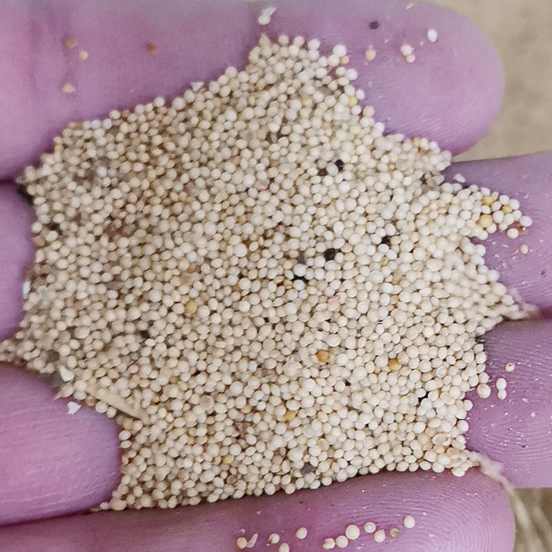 美国籽粒苋种子千穗谷繁穗苋红苋尾穗苋绿穗苋观叶种孑草种子牧草