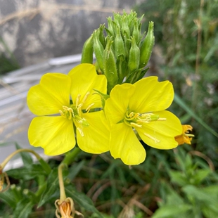 夜来香种子也叫黄花月见草
