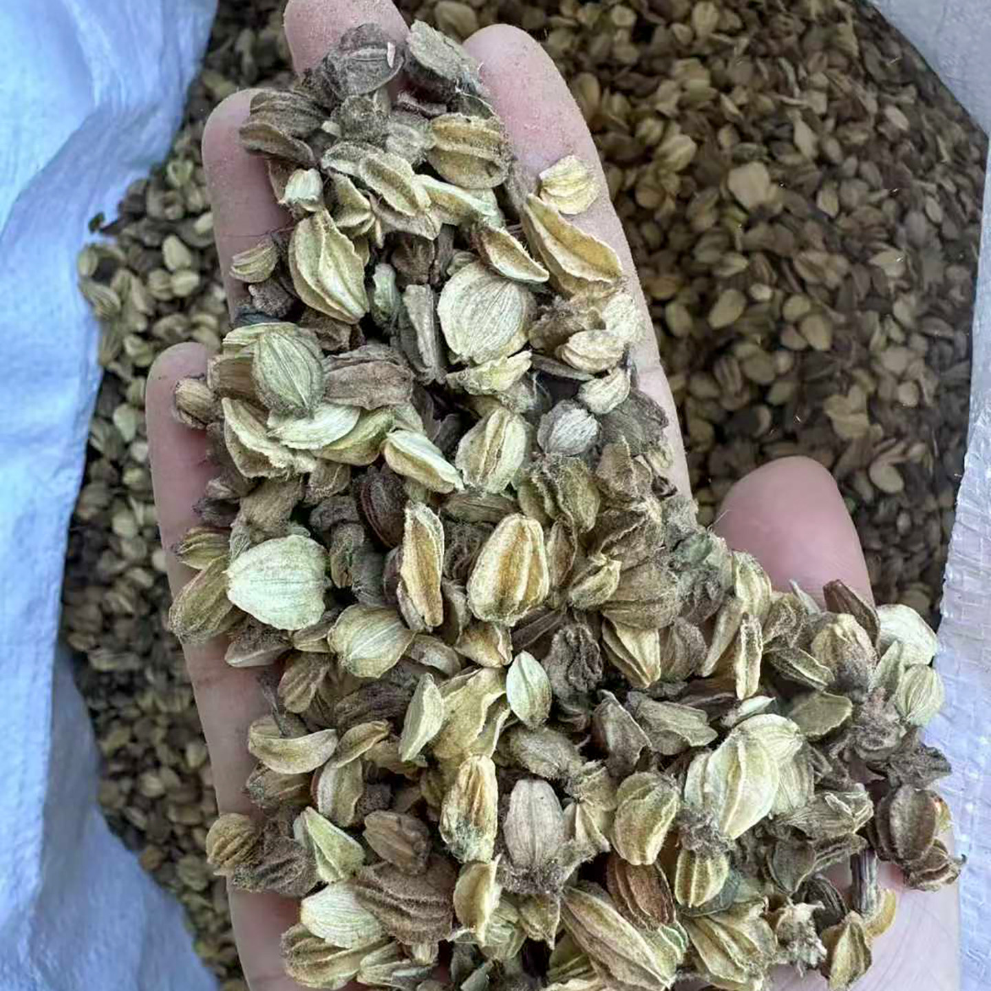 北沙参种子别称海沙参、银条参、莱阳参种籽3