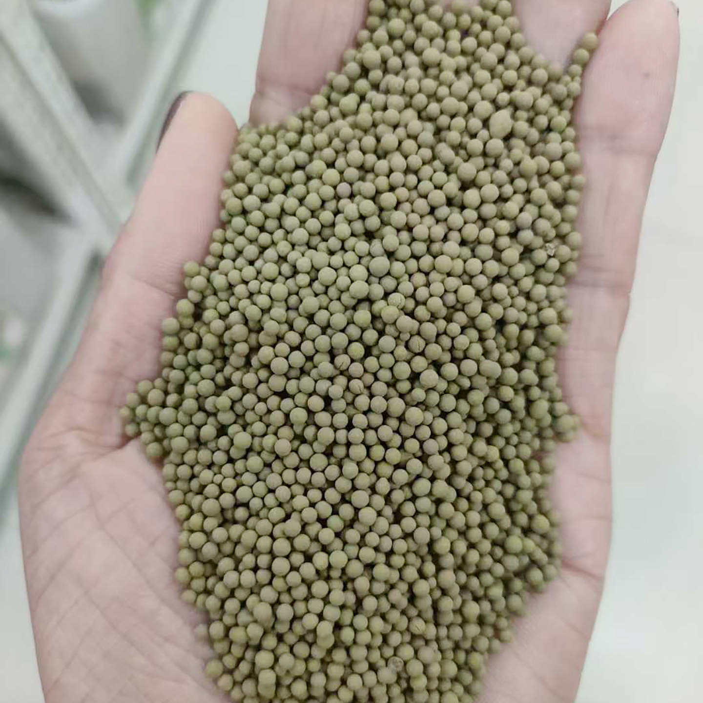 包衣白车轴草种子也叫白花苜蓿、金花草、菽草翘摇、白花三叶草