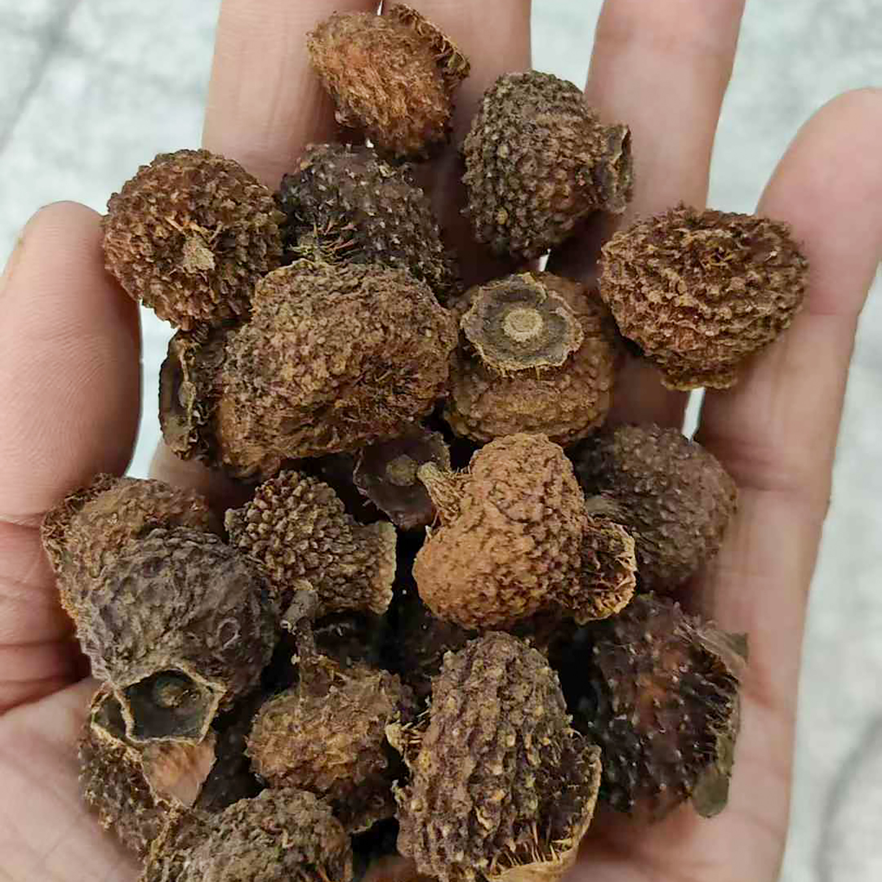 刺梨种子4