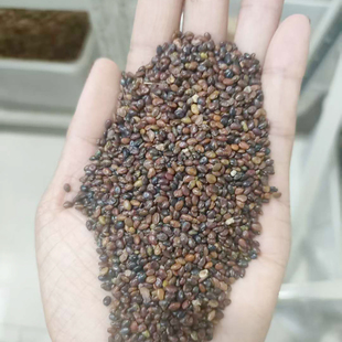 二色胡枝子种子不带壳