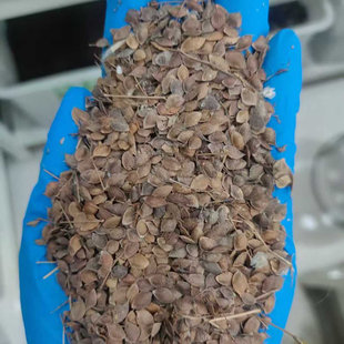 二色胡枝子种子