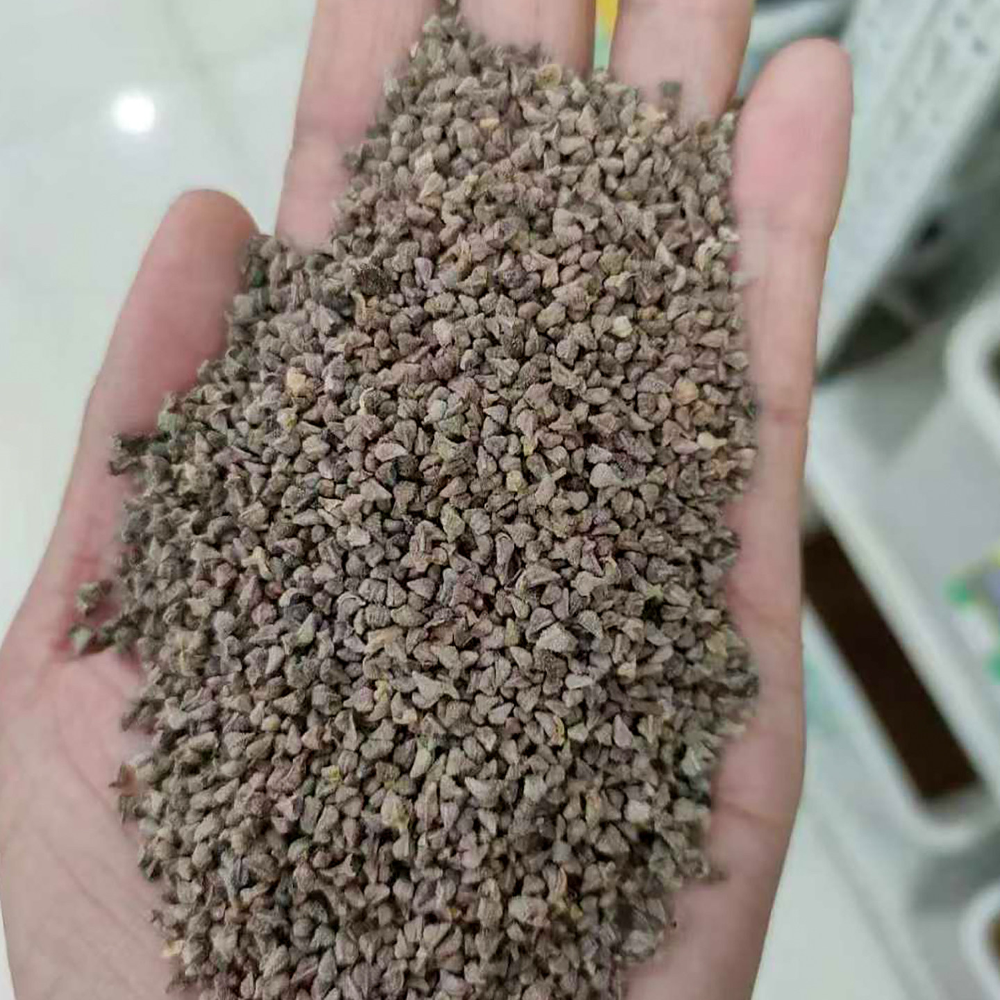 蓝蓟种子蓝刺头