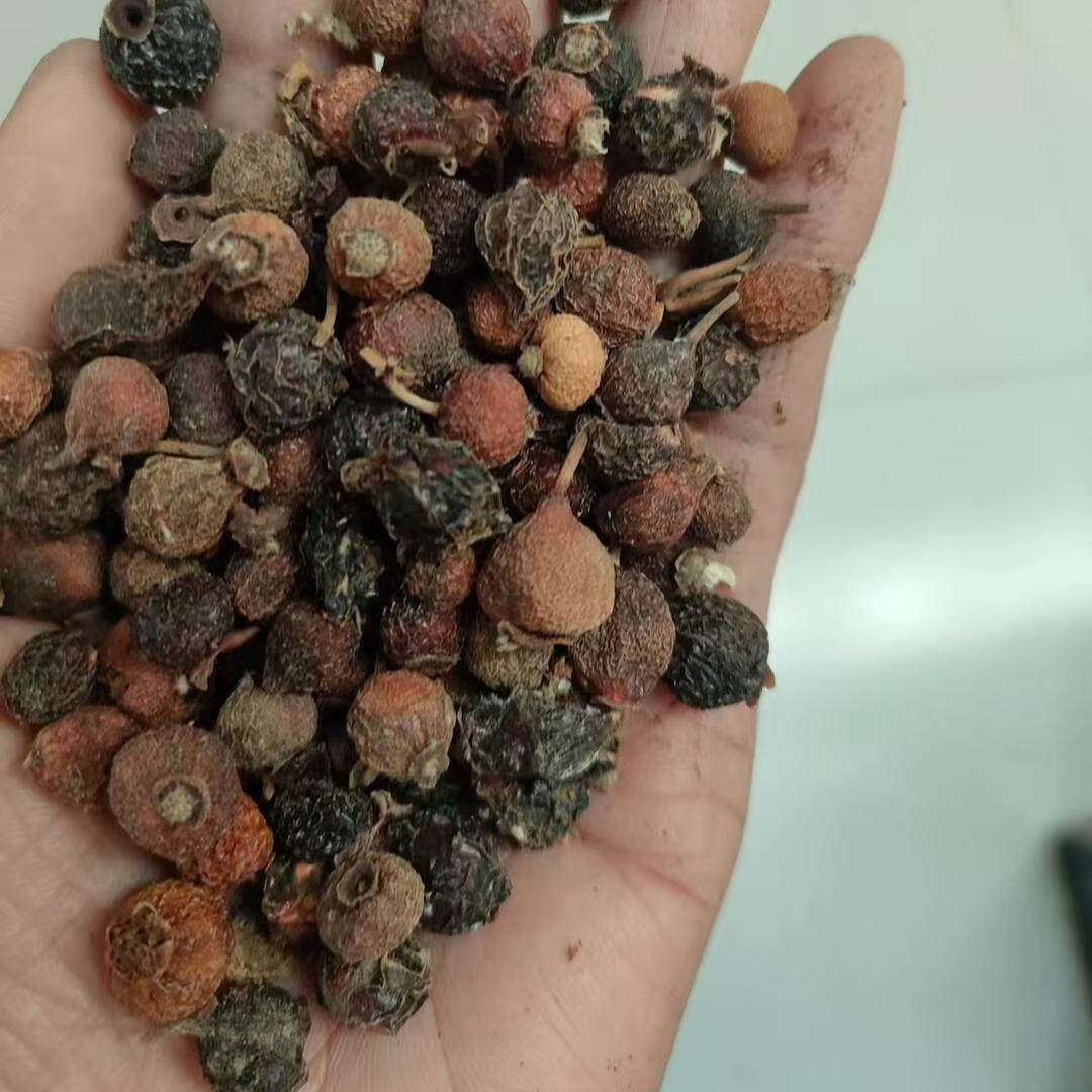 玫瑰果刺玫果野蔷薇野刺莓果