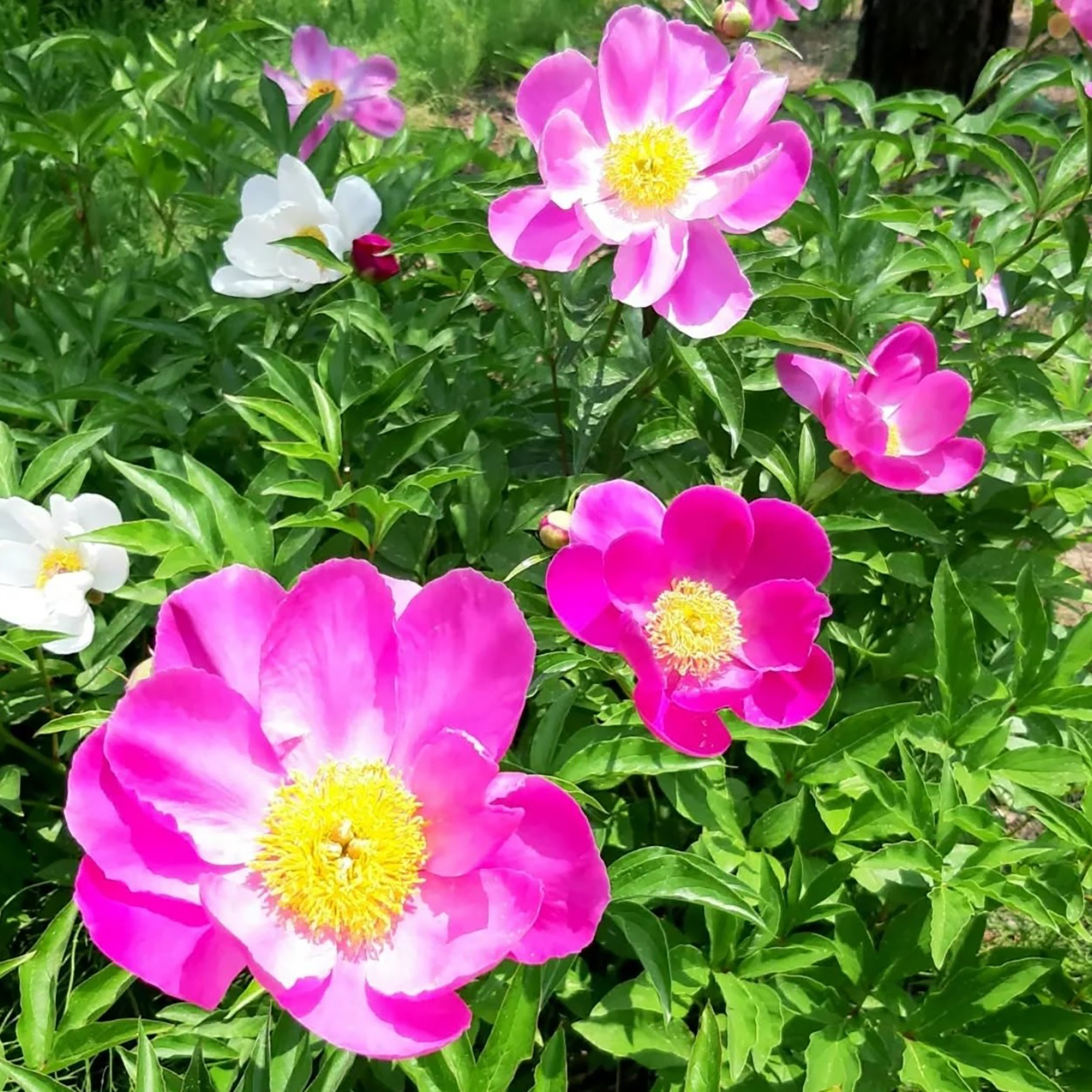 芍药种子3