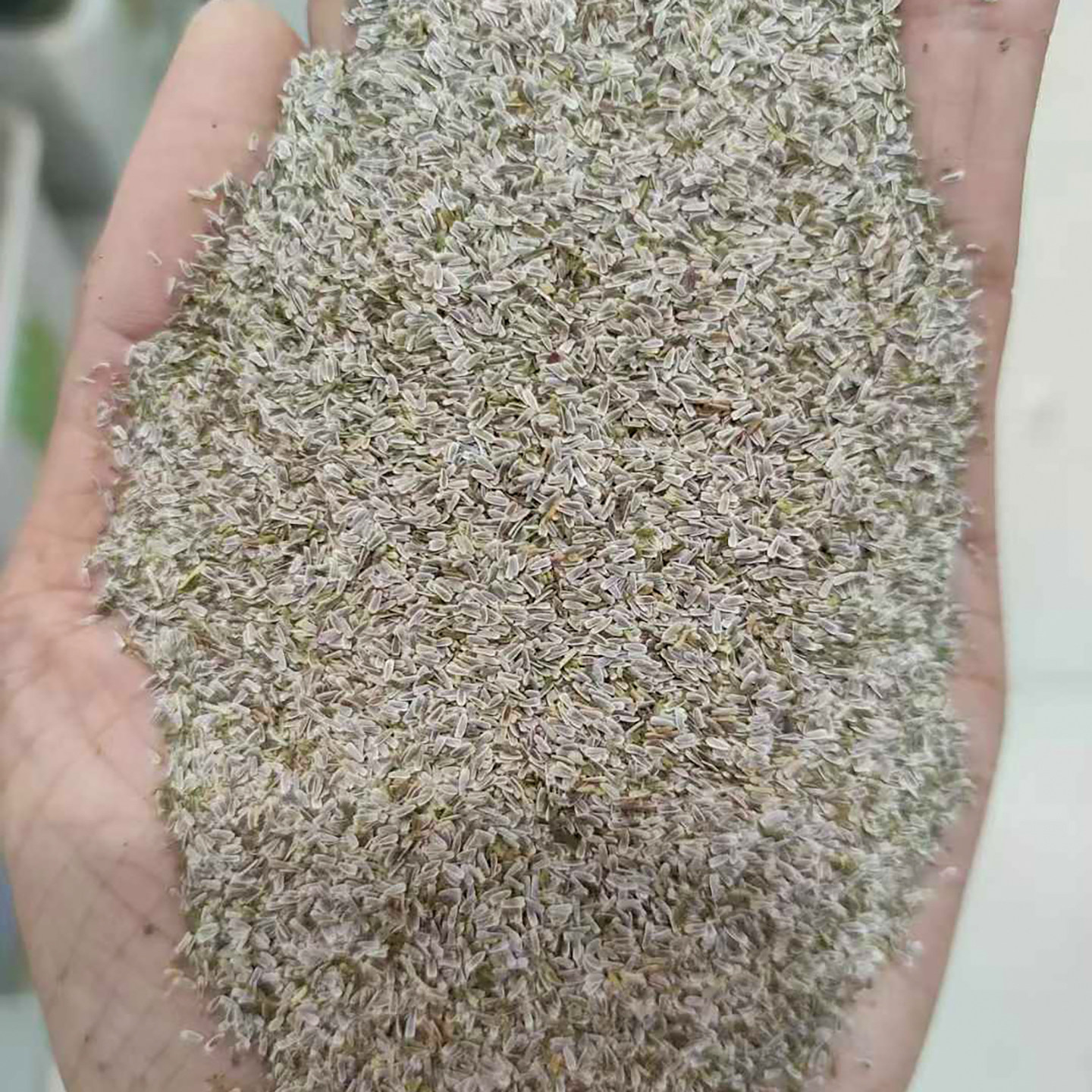 蓍草种子5