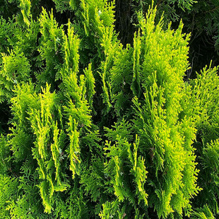 侧柏种子木地焚地柏树籽枕头颈椎侧柏壳助睡眠花柏扁柏种籽4