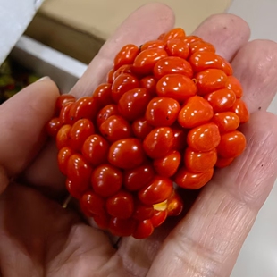 七叶一枝花种子Paris spp.也叫重楼3