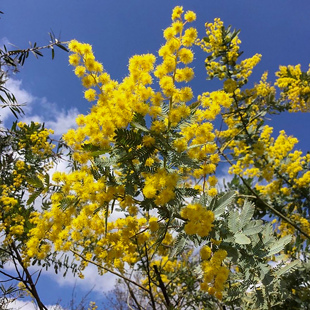 金合欢种子鸭皂树刺球花消息树牛角花篱笆栅栏用羽叶种籽4