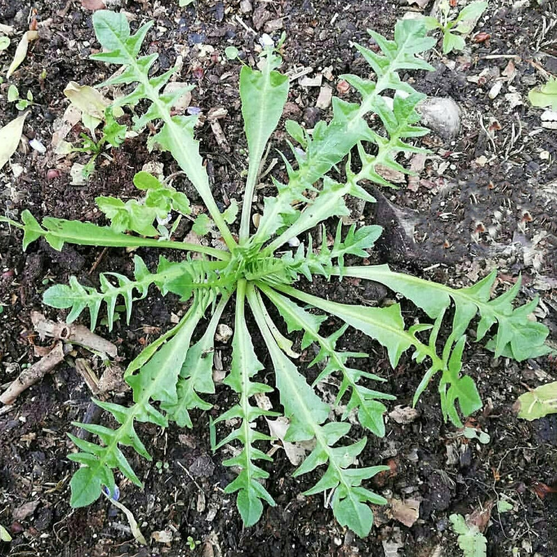 荠菜种籽新鲜野菜种种子大叶小安徽山东广东种孑齐菜菜团子种3