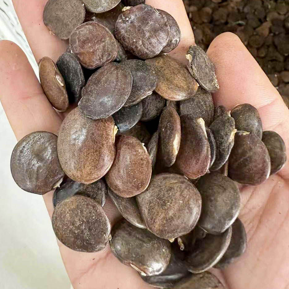 紫藤种子绿化行道树种籽籽树种子54