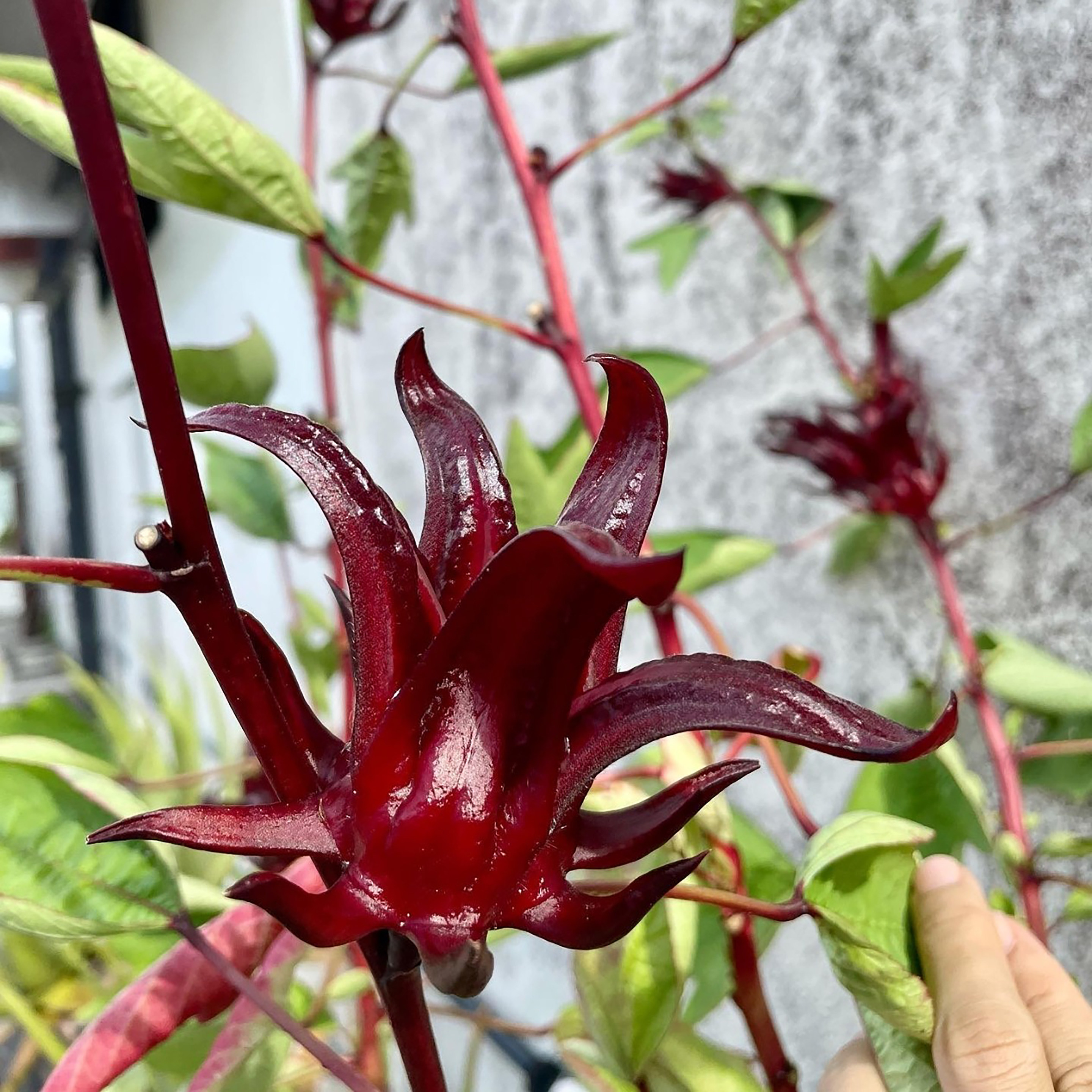 洛神花种子也叫红桃K玫瑰茄3