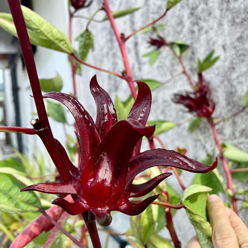 洛神花种子也叫红桃K玫瑰茄3