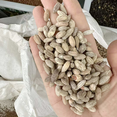 沙枣种子刺柳种子香柳种子银柳种子七里香种子桂香柳胡颓子红豆4