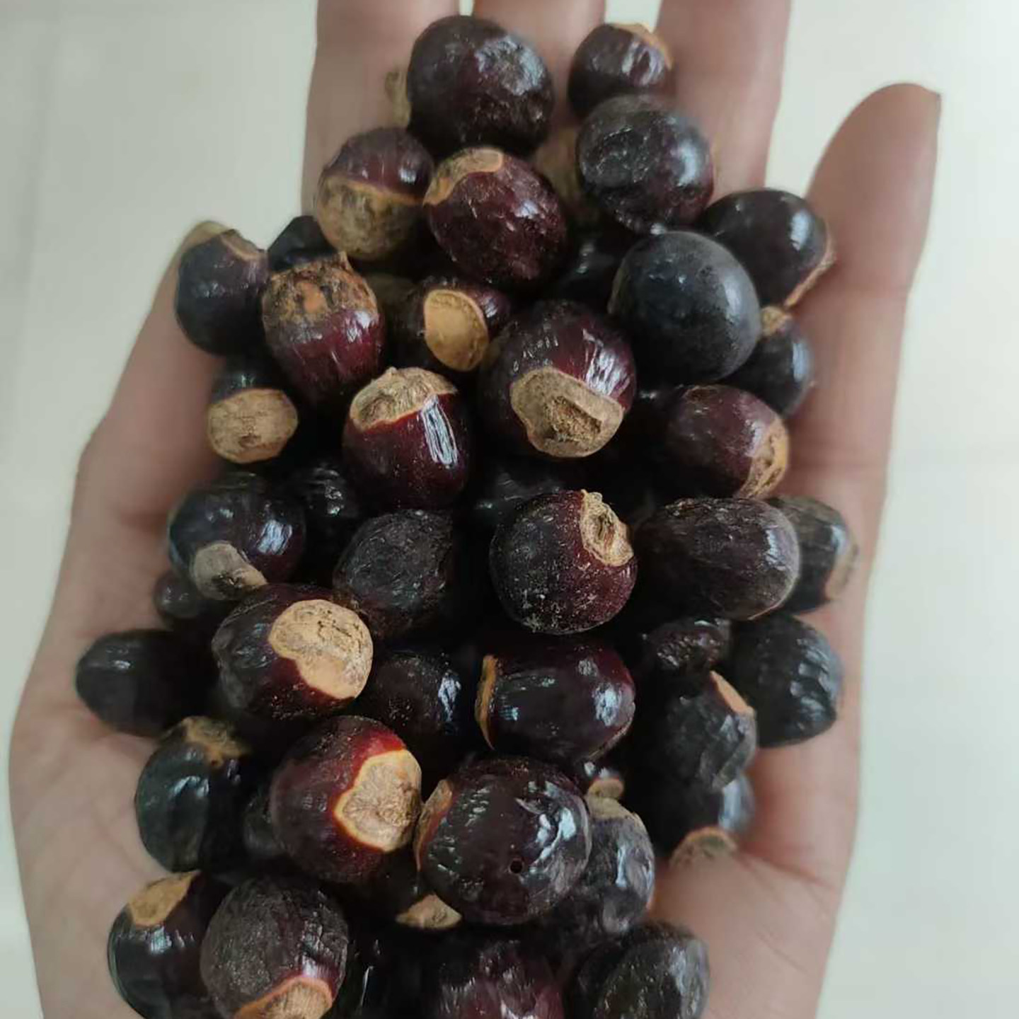 桂圆种子