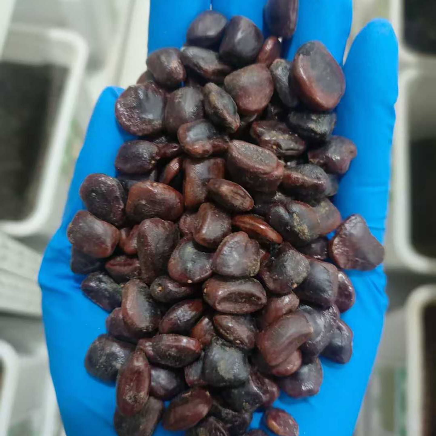 酸角种子罗望子酸豆种籽甜目坎甜角麻夯4多年生酸梅木罕种孑