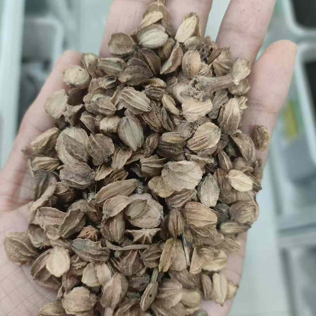 北沙参种子别称海沙参、银条参、莱阳参种籽3