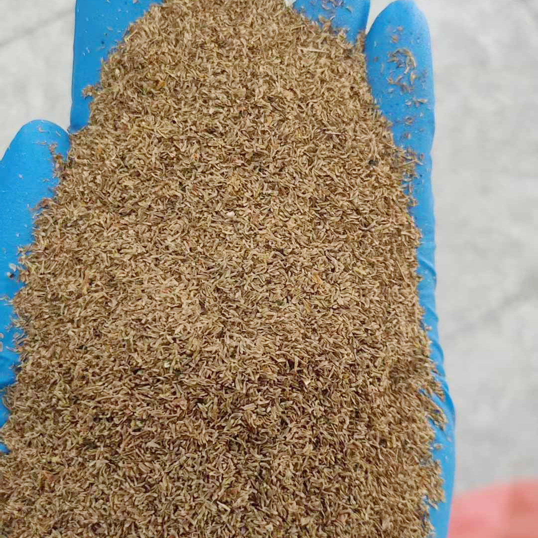 龙胆草种子3