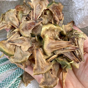 南洋杉种子新货4