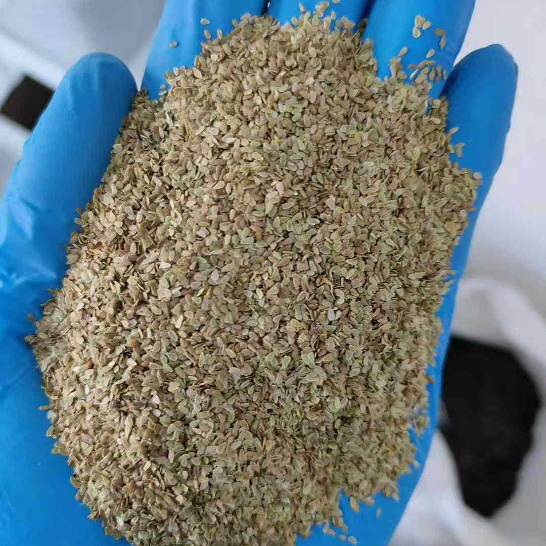 雏菊种子