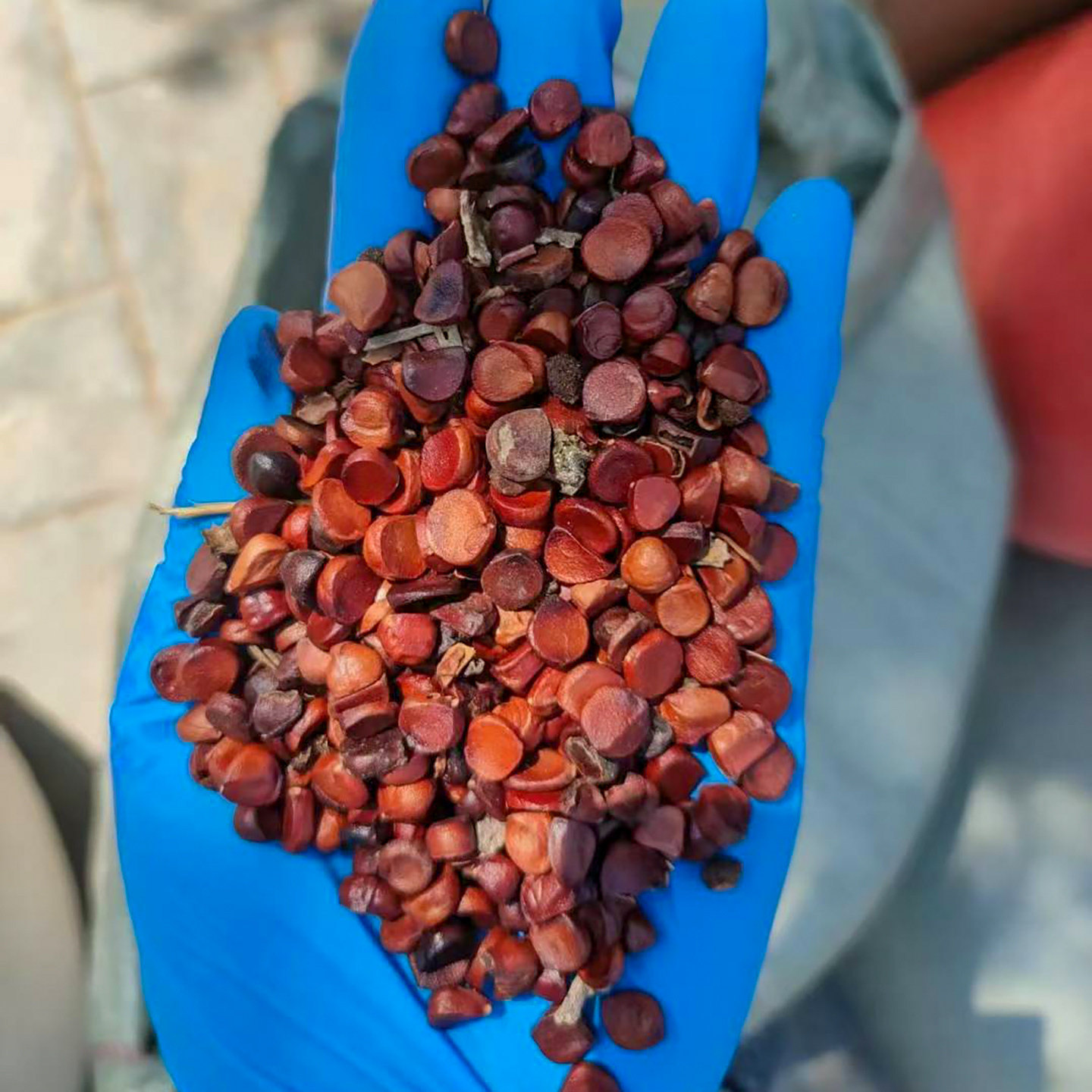 菖蒲种子水草水培水生盆栽水养种籽观叶草种子5