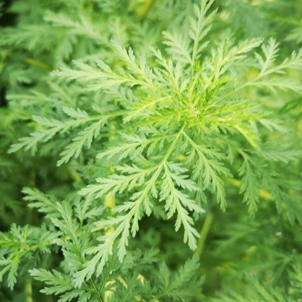 青蒿种子3