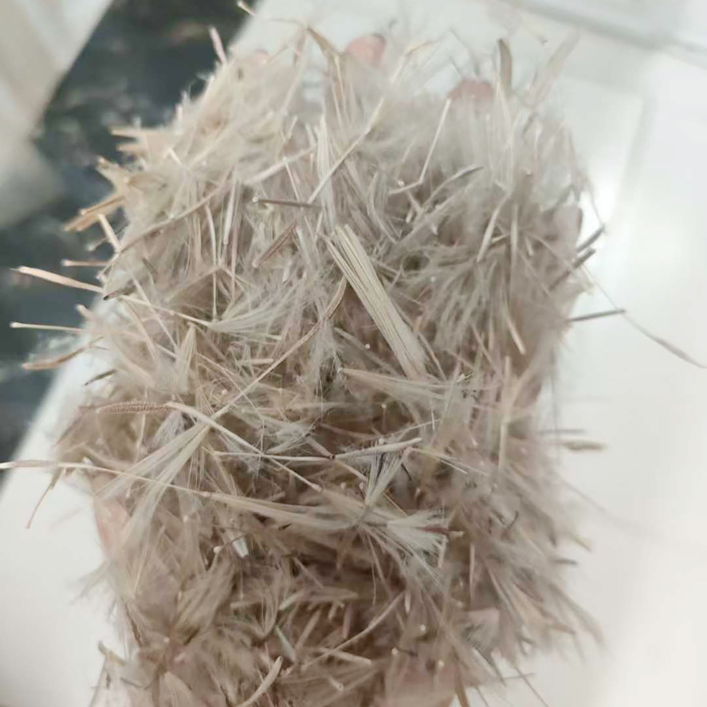 婆罗门参种子5
