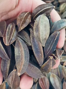 使君子种子爬藤植物花苗重瓣花种