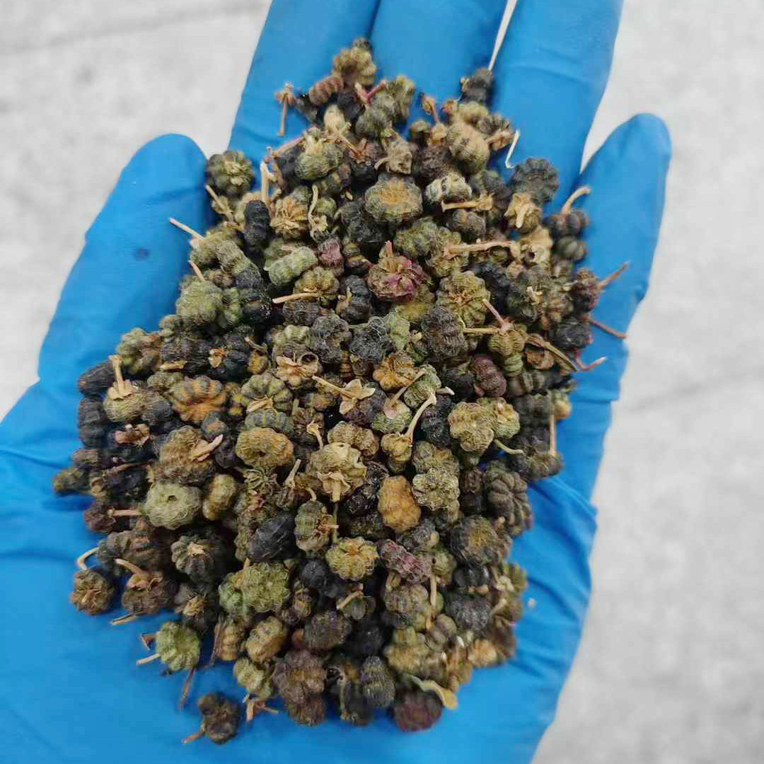 商陆种子正宗垂序商陆种籽四季种植山萝卜土人参植物