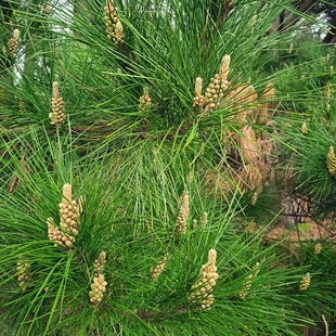 马尾松种子种籽树种子绿化工程观叶种孑4