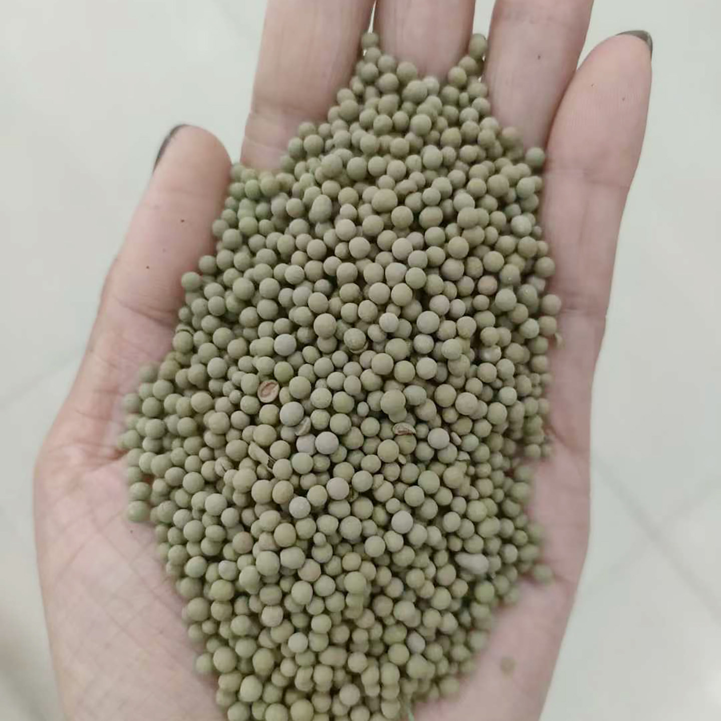 苜蓿种子包衣紫花苜蓿1
