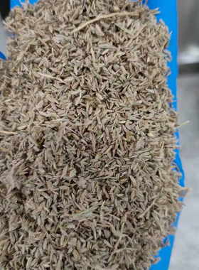 马唐种子Digitaria sanguinalis (L.) Scop.