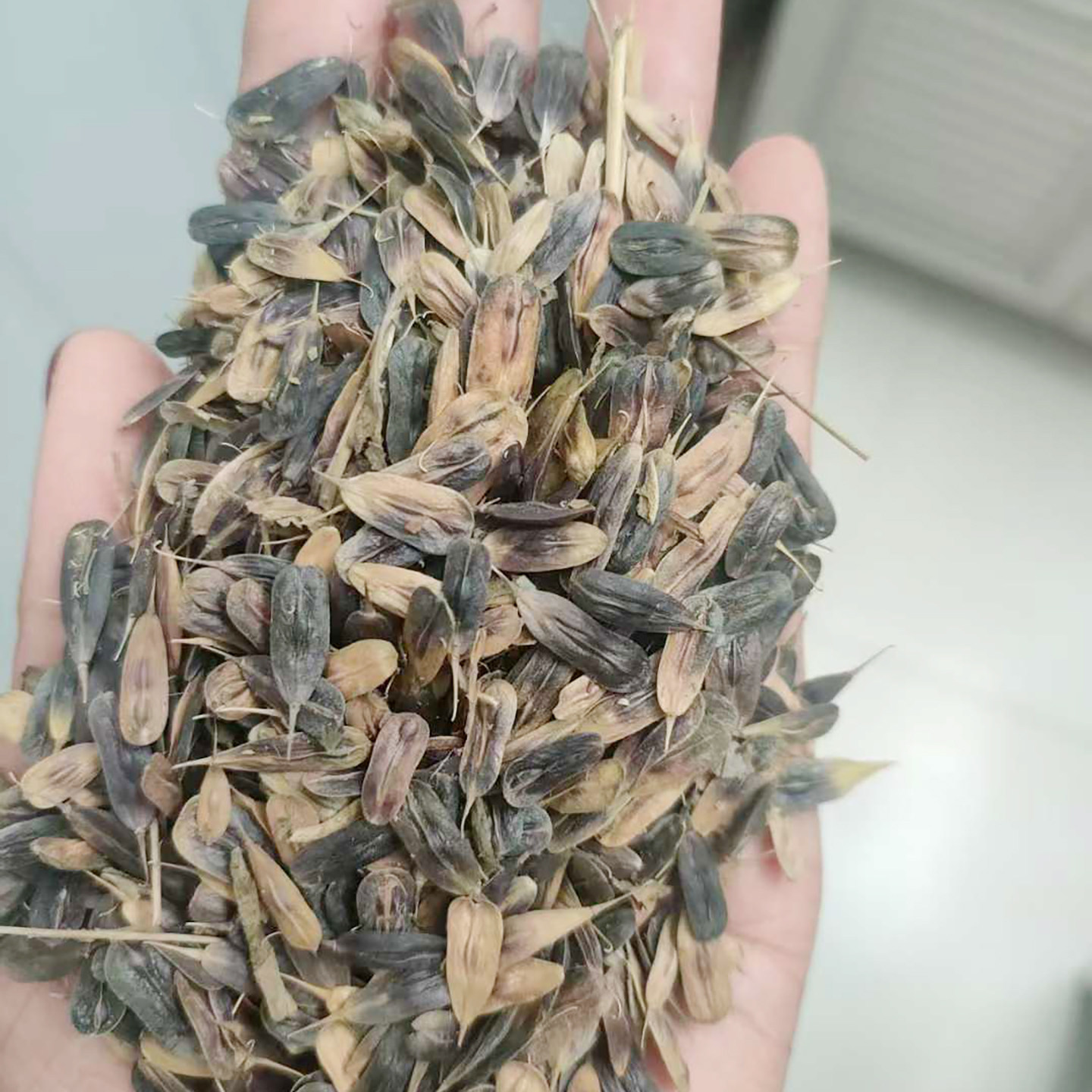 板蓝根种子3