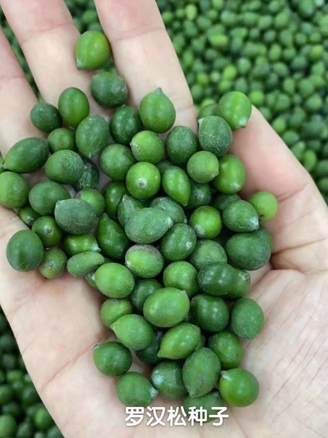 冷藏珍珠 雀舌罗汉松种籽 贵妃 红芽 珍珠台湾兰屿罗汉松种子包4
