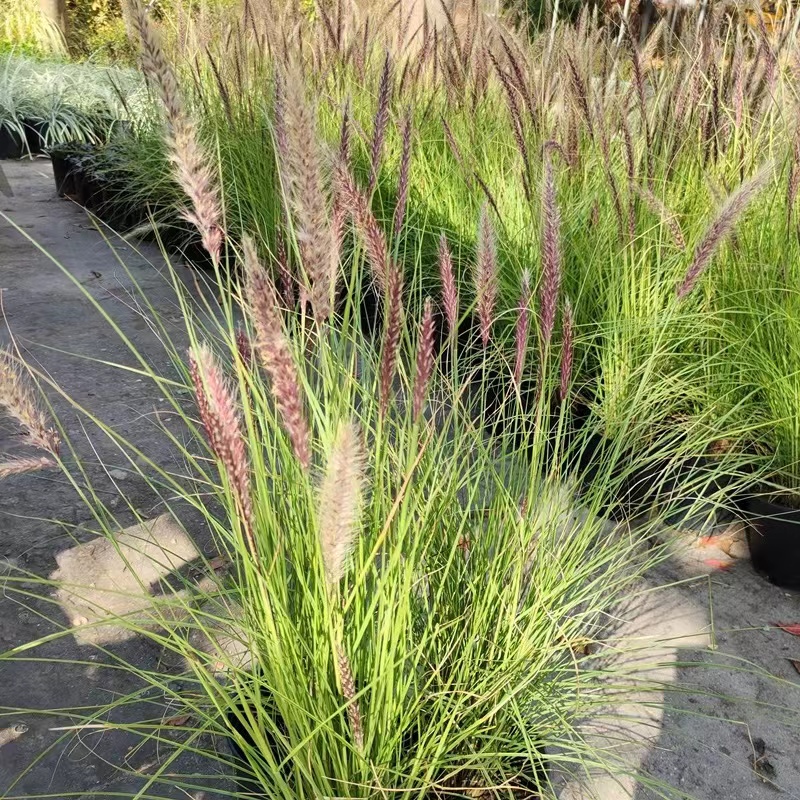 带芒观赏狼尾草种子