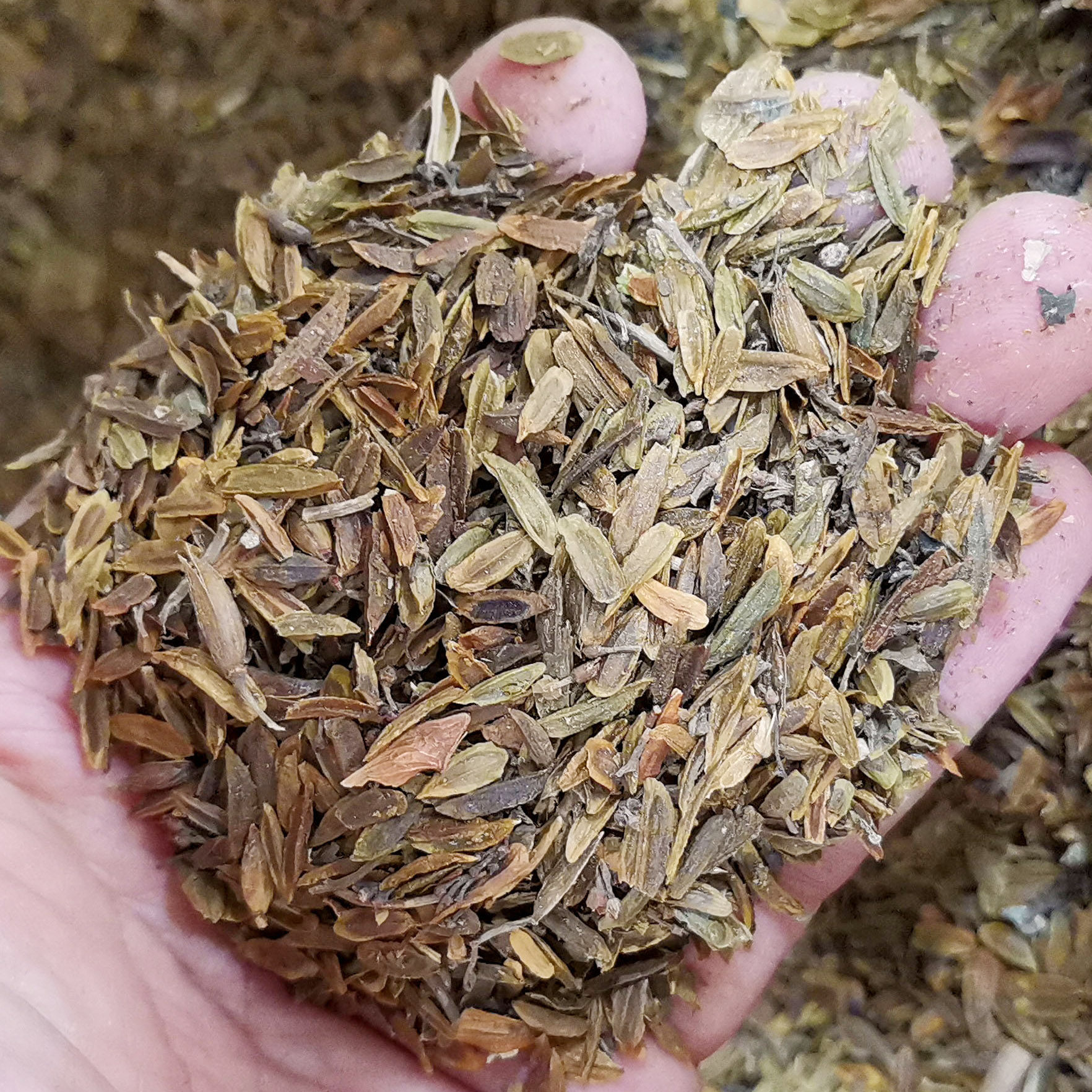 丁香种子花籽 四季种籽籽树种子34