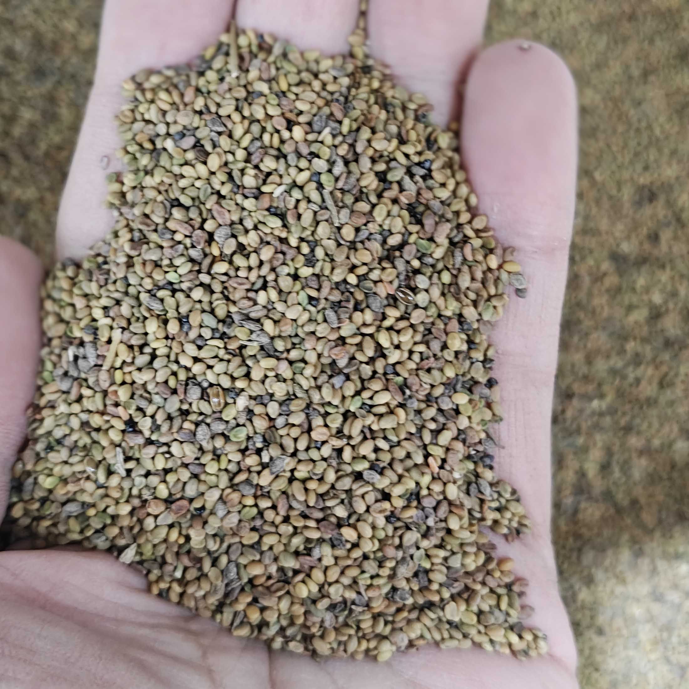 草木樨种子 草木犀 蜜源植物 黄花草 牧草型 绿肥1耐寒耐贫瘠草籽