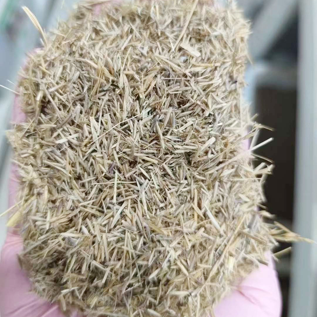 芨芨草种子牧草1
