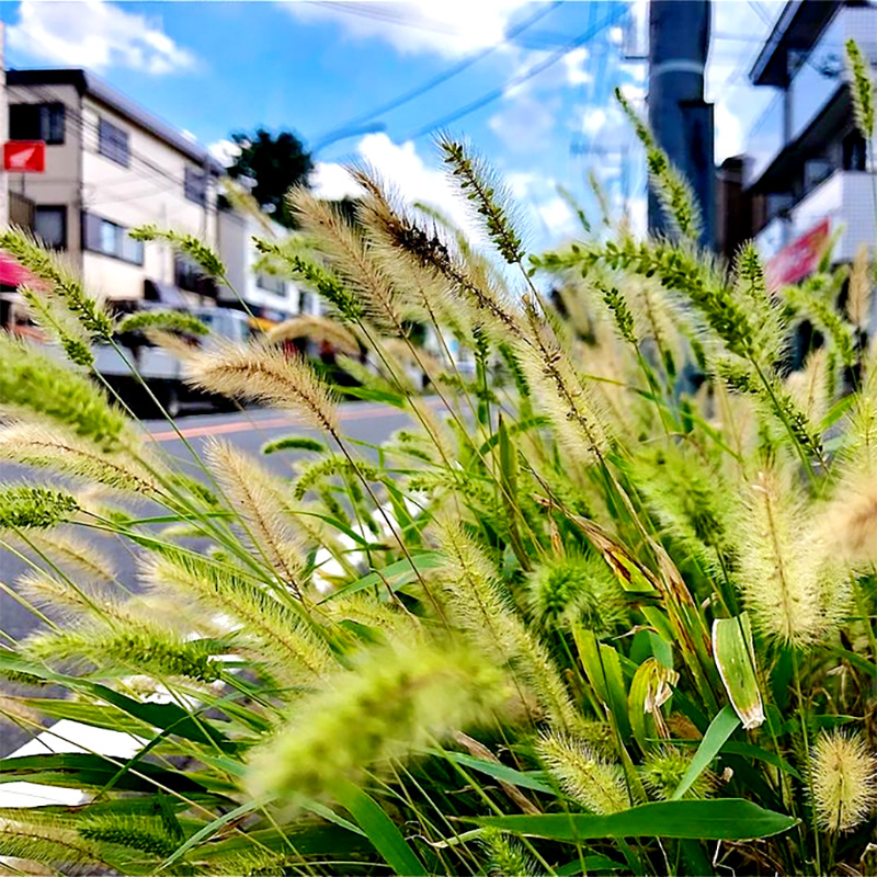 狗尾草籽种子籽苗毛毛狗芮草护坡狗尾巴草种籽种孑猫草籽41 鲜花速递/花卉仿真/绿植园艺 家庭园艺种子 原图主图