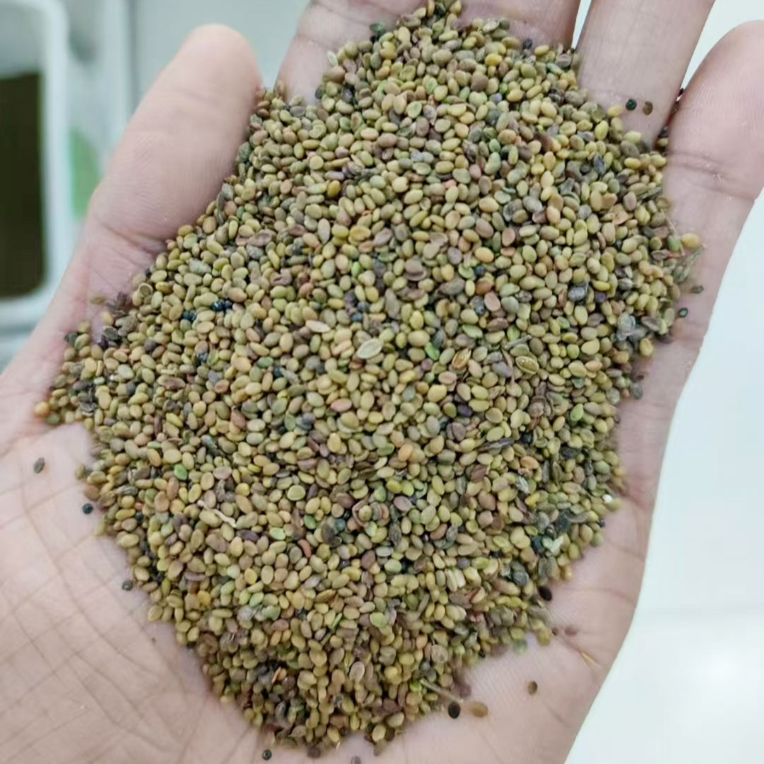 草木犀种子牧草抗风沙护坡